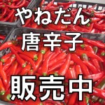 唐辛子販売中